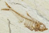 Two Fossil Fish (Knightia & Diplomystus) - Wyoming #234212-3